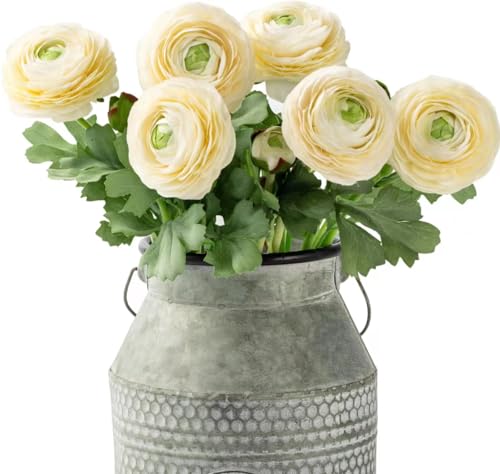 Ranunculus - Cream White - 6 PCS