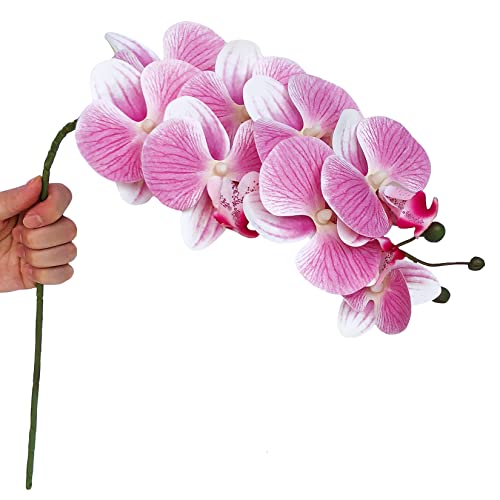 Pink Phalaenopsis - 6 Pcs