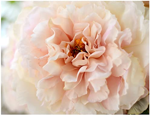 Peonies - White - 5 PCS