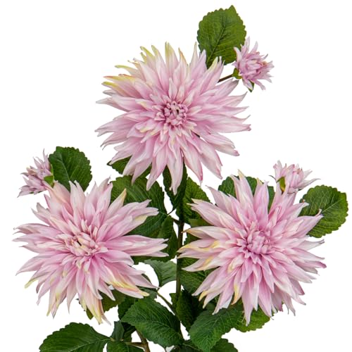 Pink Dahlia - 6PCS