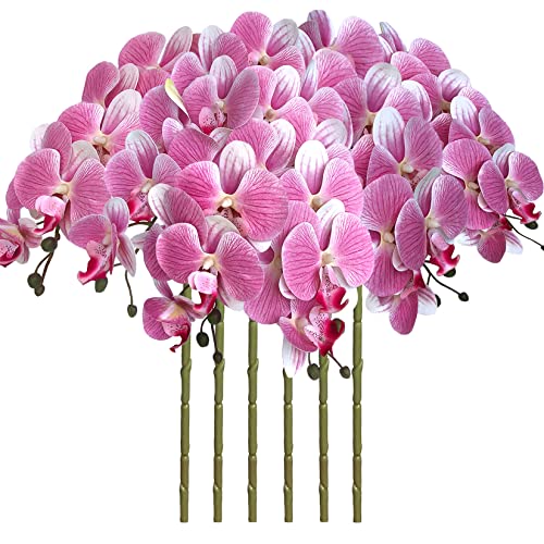 Pink Phalaenopsis - 6 Pcs