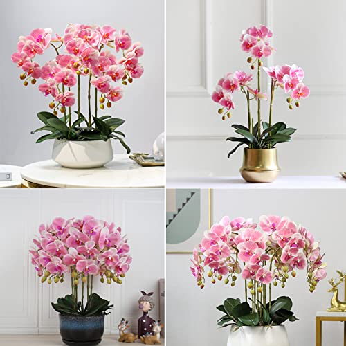 Pink Phalaenopsis - 6 Pcs