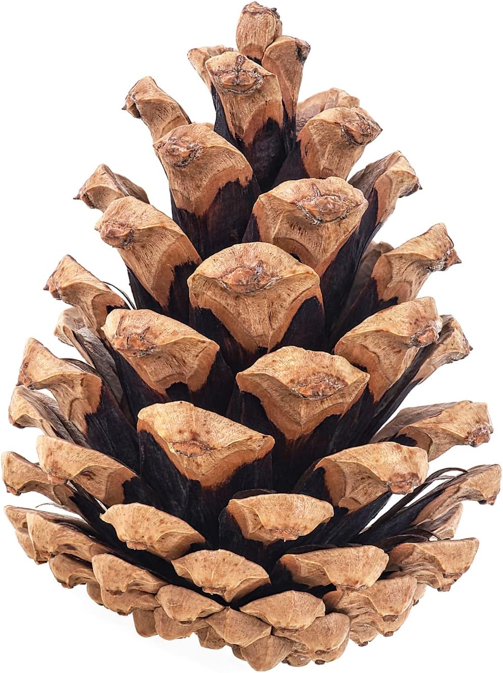 Large Natural Pine Cones - 20 Pack